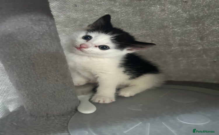 Domestic Shorthair cats - Advert 1