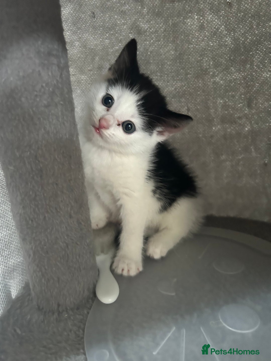 Domestic Shorthair cats for sale: Kitten - Image 1