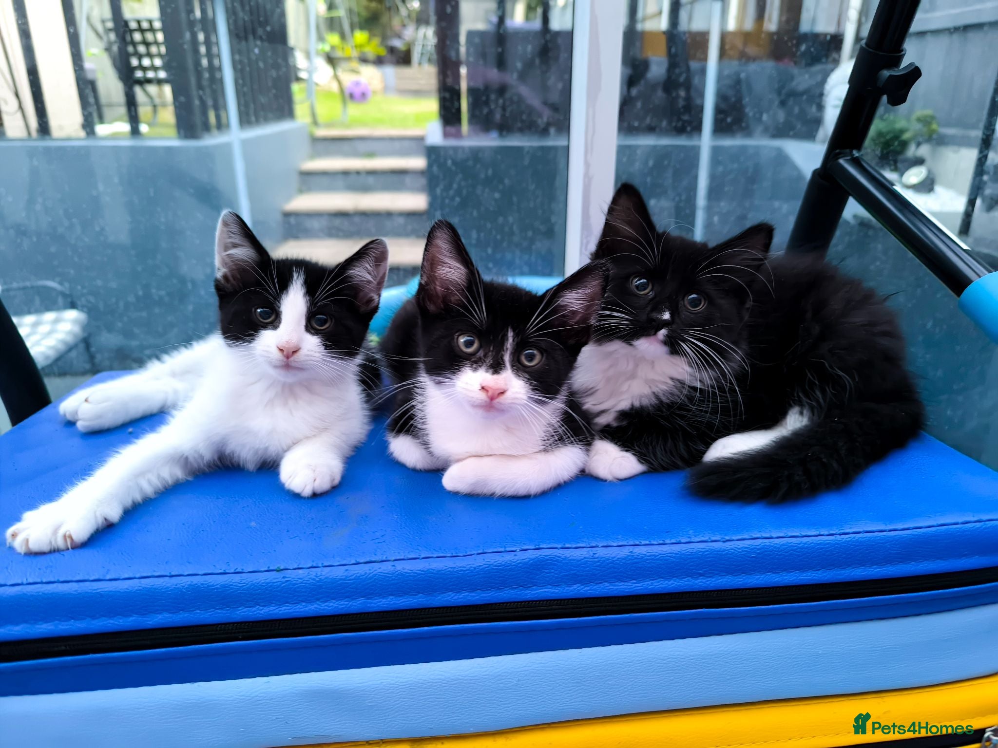 Mixed Breed cats Long hair kittens & short hair kittens ready now  - Advert 4
