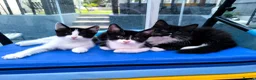 Mixed Breed cats for sale: Long hair kittens & short hair kittens ready now  - Advert 1