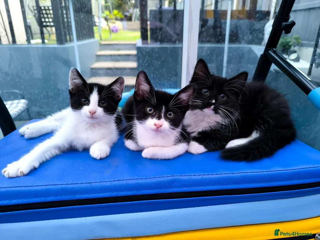 Mixed Breed cats for sale: Long hair kittens & short hair kittens ready now  - Advert 1