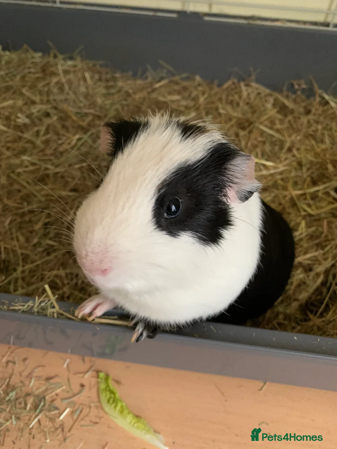 Guinea Pig rodents for sale: Guinea pigs  - Advert 1