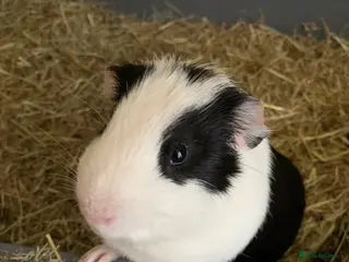 Guinea Pig rodents Guinea pigs - Advert 1