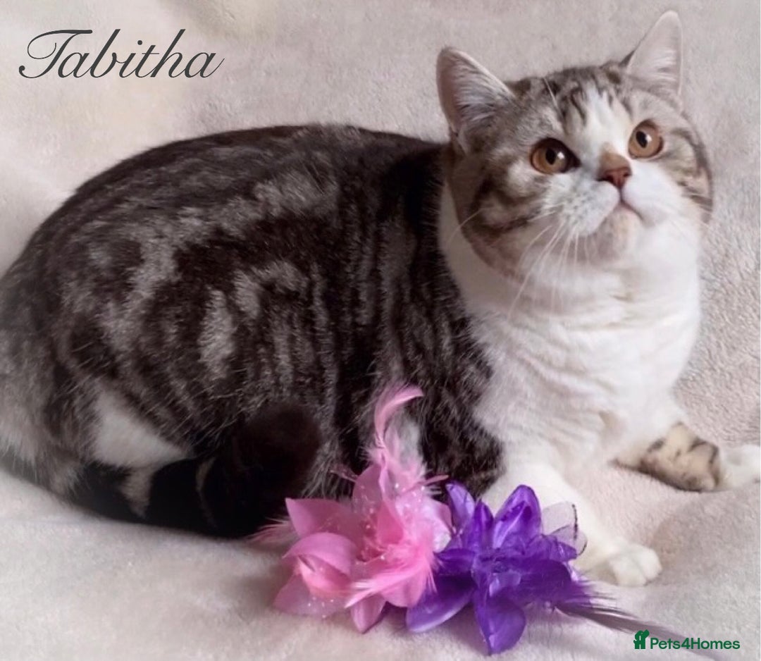 British Shorthair cats for sale: Gorgeous British Shorthair boys - TICA Reg - Advert 6