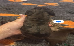 Dachshund dogs for sale: Miniature dachshund puppy’s for sale  - Image 15