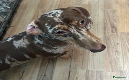 Dachshund dogs for sale: Male dachshund for sale  - Image 1
