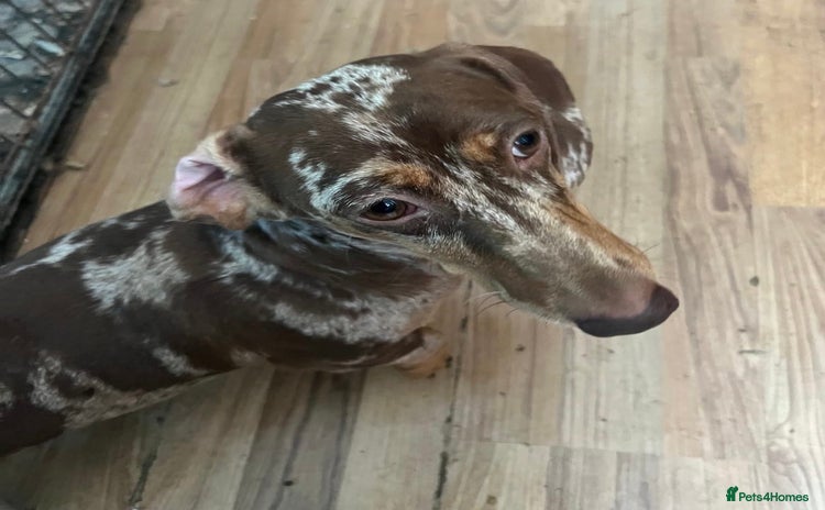 Dachshund dogs - Advert 1