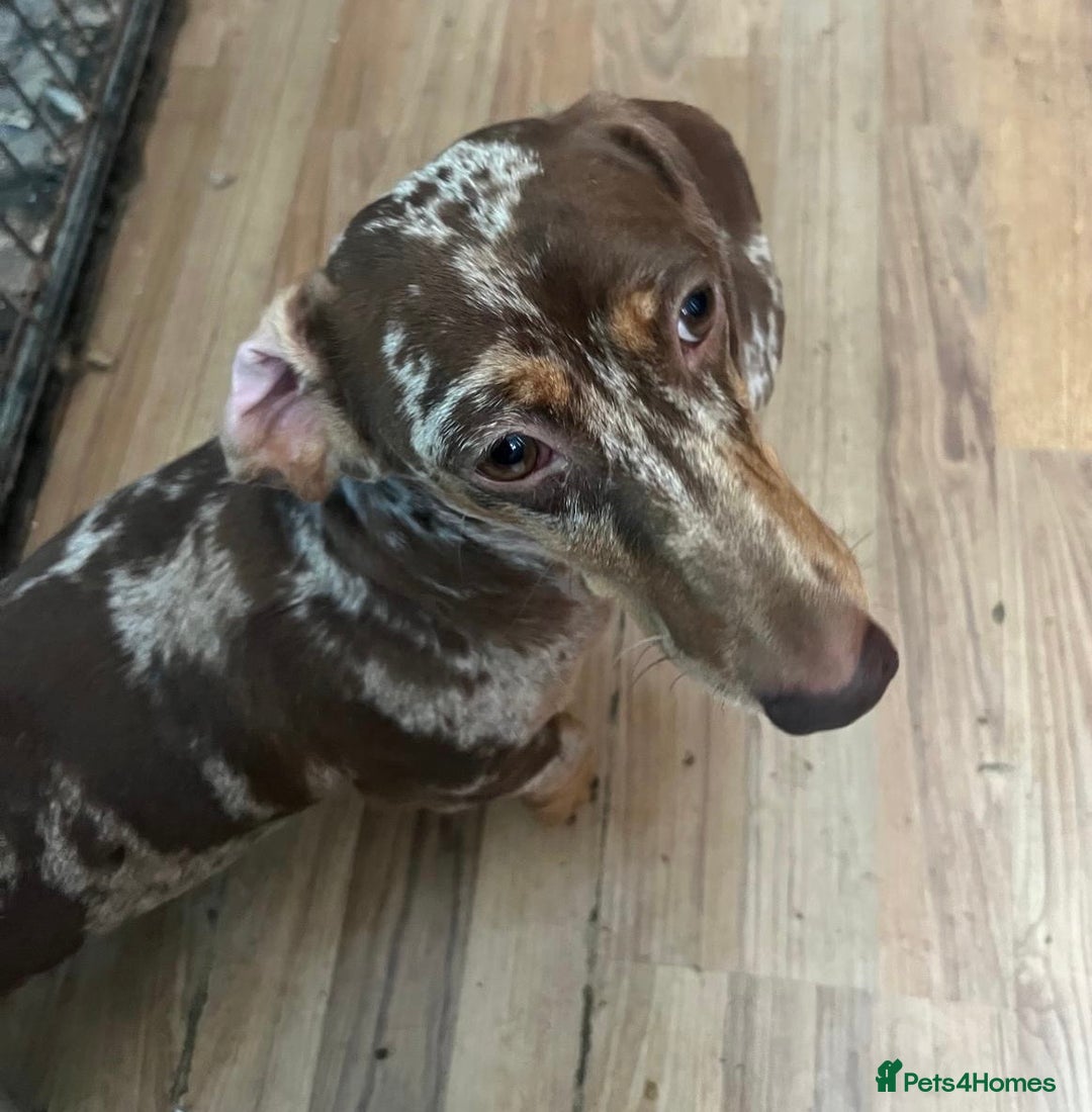 Dachshund dogs for sale: Male dachshund for sale  - Image 1