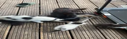 Mixed Breed cats for sale: Cute kittens for sale (NEED GONE ASAP) - Advert 11