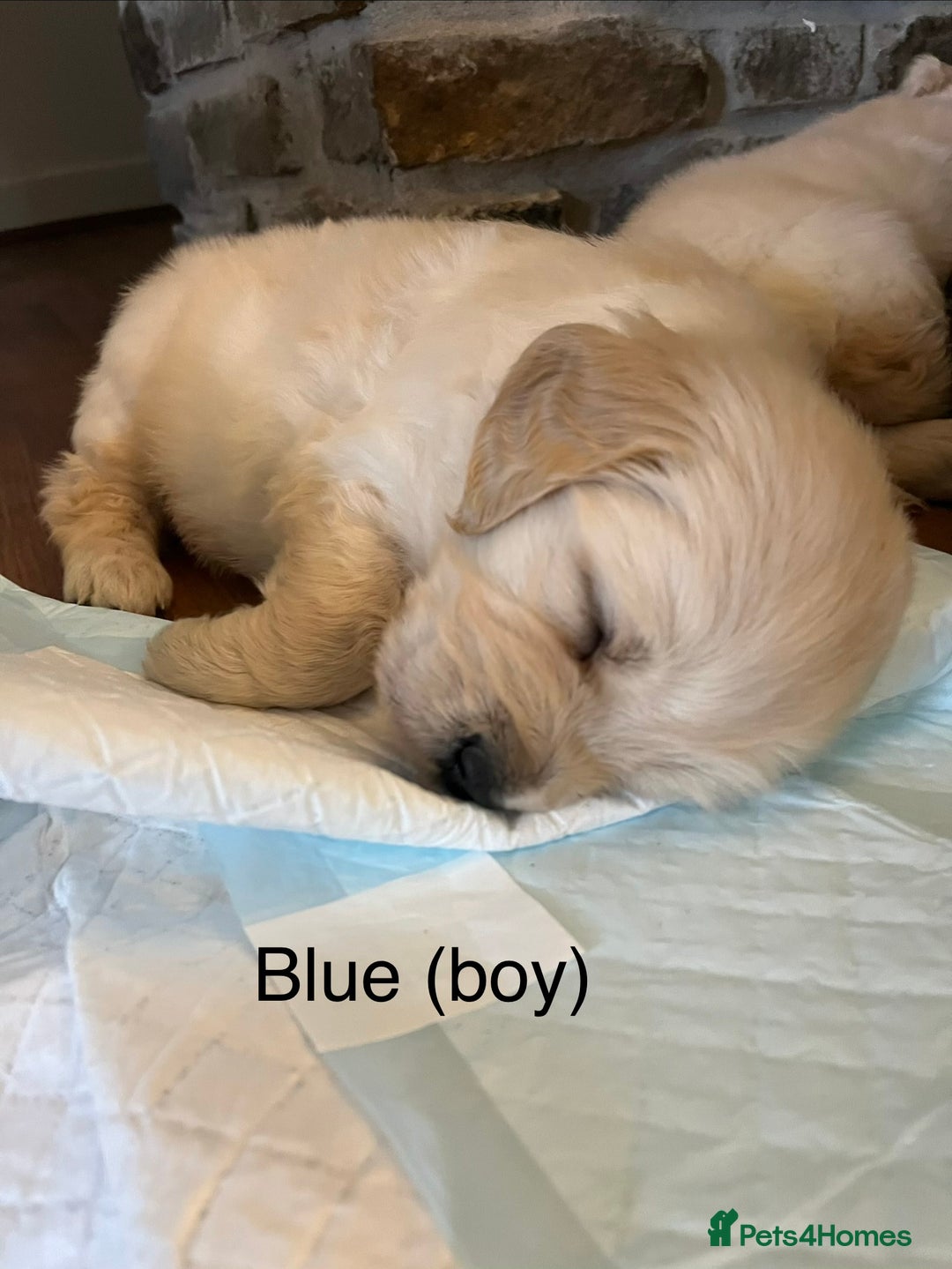 Golden Retriever dogs for sale: KC registered Golden Retriever puppies  - Advert 9