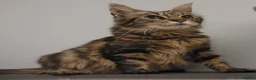 Maine Coon cats for sale: Gorgeous mainecoon babies  - Advert 3