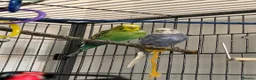 Budgerigars birds for sale: Male & female budgies including cage + extras in Trowbridge - Advert 9