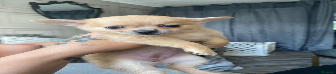 Pomchi Puppy 2