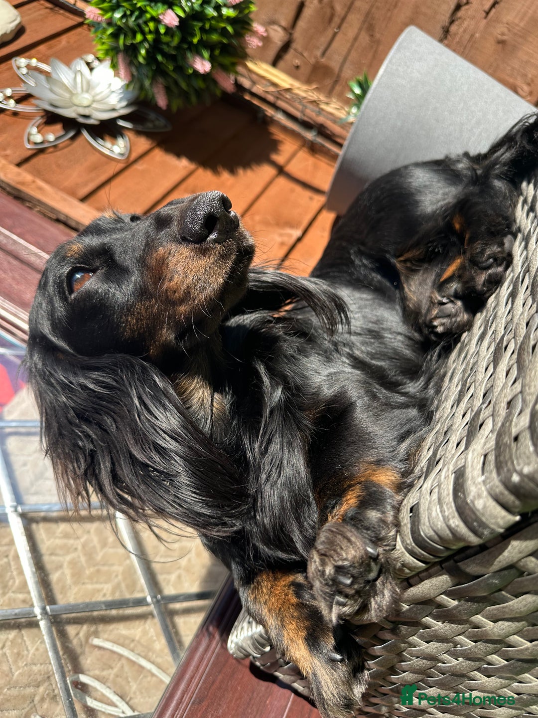 Miniature Dachshund dogs for stud: Black and Tan brindle - Miniature longhair STUD in Manchester - Advert 14
