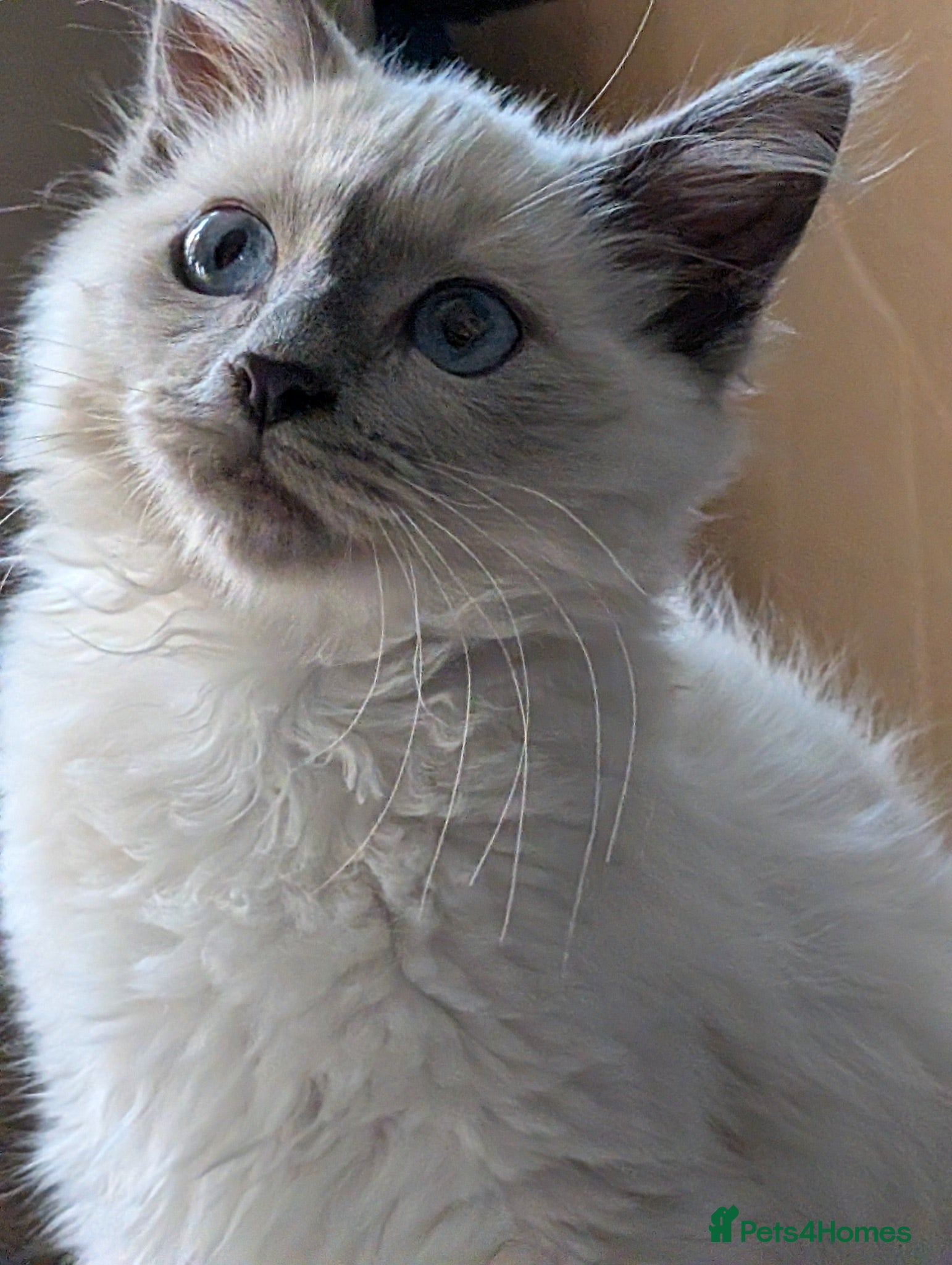 Birman cats Birman cat - Advert 2