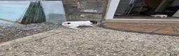 Jack Russell dogs for sale: Jack russell puppies in Newton Stewart - Advert 9