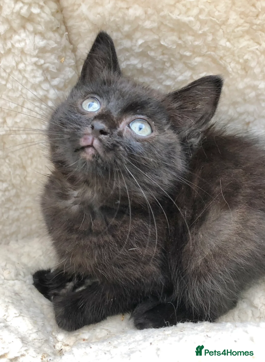 Mixed Breed cats for sale: Ragdoll X Kittens - Advert 2