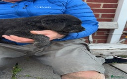 Labrador Retriever dogs for sale: 1 yellow GIRL LEFT KC reg LABRADOR PUPS - Image 13