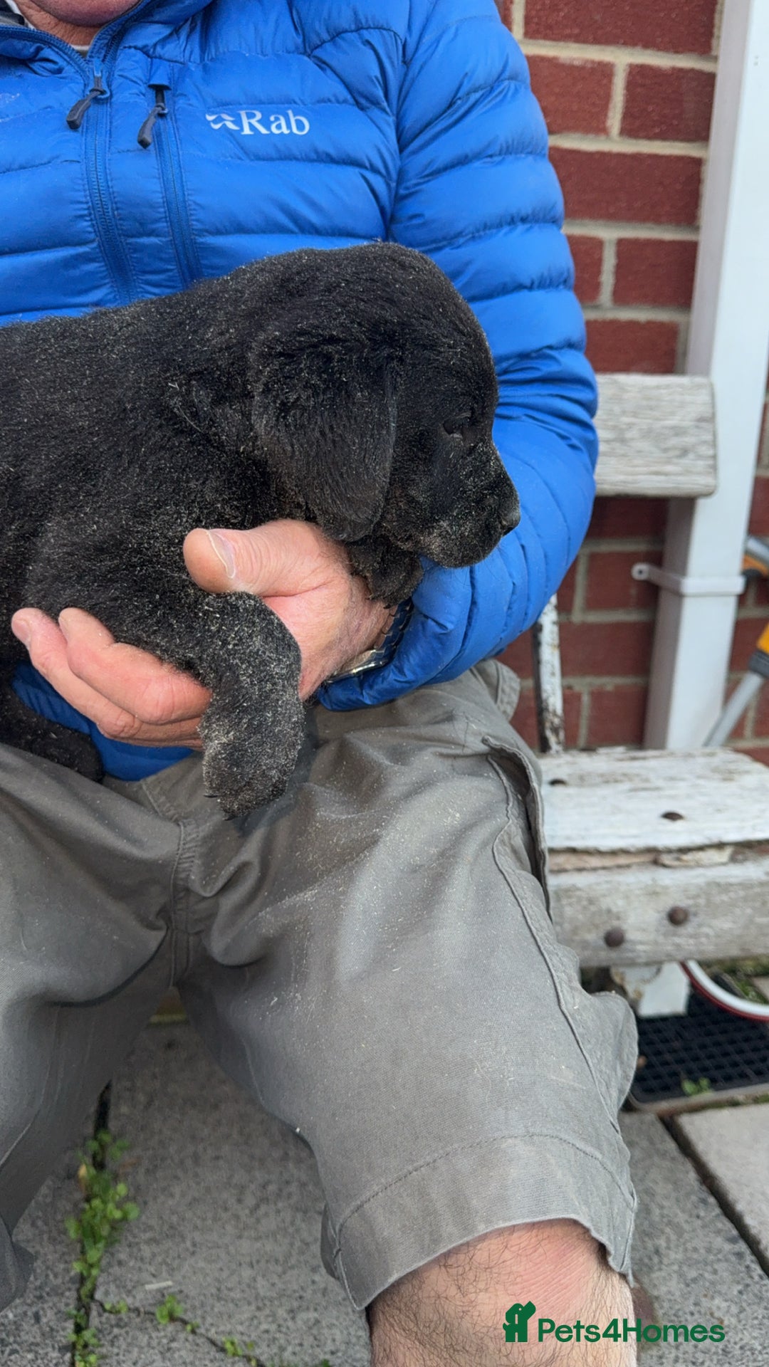 Labrador Retriever dogs for sale: 1 yellow GIRL LEFT KC reg LABRADOR PUPS - Image 13