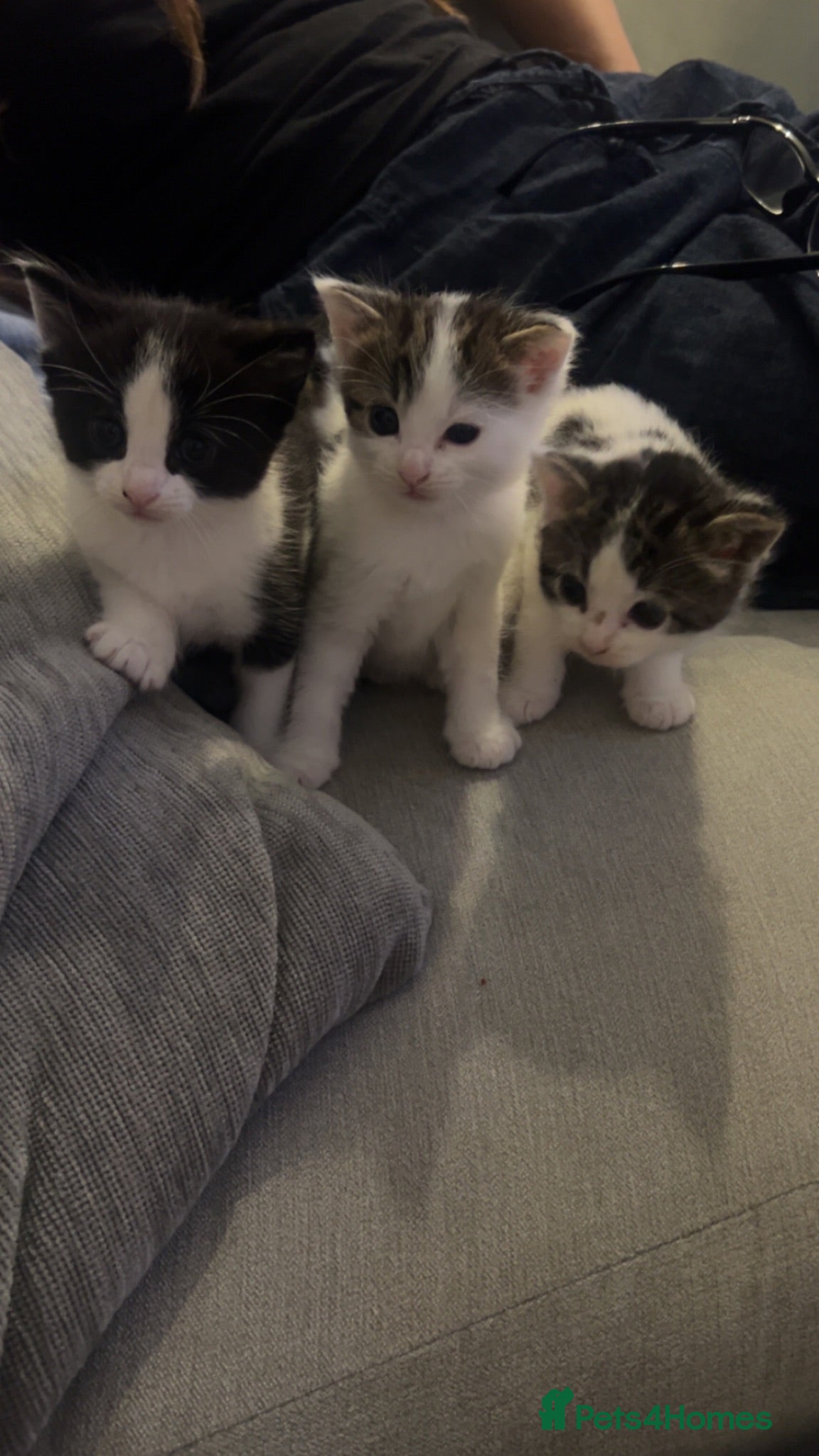 Mixed Breed cats Cute kittens  - Advert 1