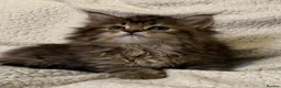 Mixed Breed cats for sale: Maine Coon X Norwegian Forest kittens in Southampton - Advert 5
