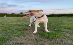 Mixed Breed dogs for sale: Brogan the Lurcher  - Image 5
