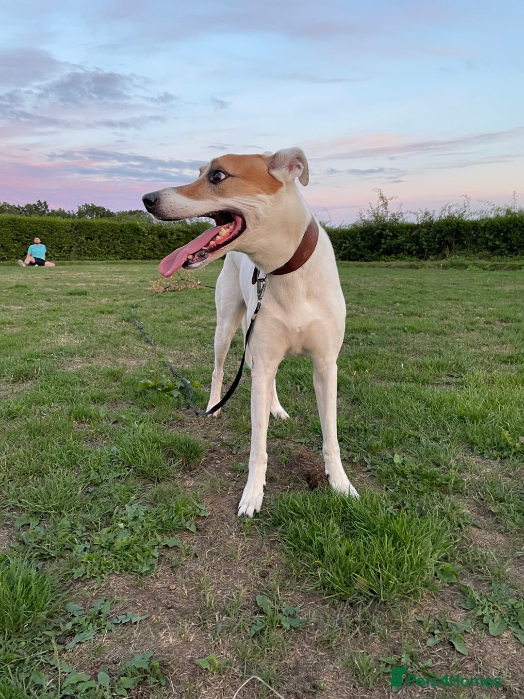Mixed Breed dogs for sale: Brogan the Lurcher  - Image 5