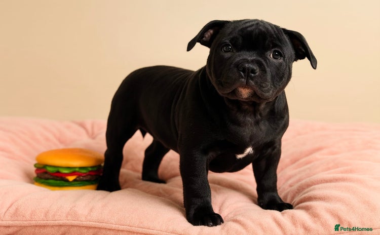 Staffordshire Bull Terrier dogs CHAMPION BLOODLINES,GRANDAD CH RAMPAGE - Advert 1