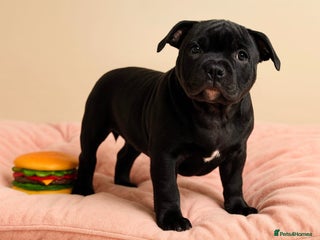 Staffordshire Bull Terrier dogs CHAMPION BLOODLINES,GRANDAD CH RAMPAGE - Advert 10