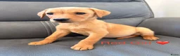 Labrador Retriever dogs for sale: Labrador Puppies For Sale - Advert 5