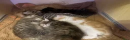 Mixed Breed cats for sale: Very loving kittens.  - Advert 6