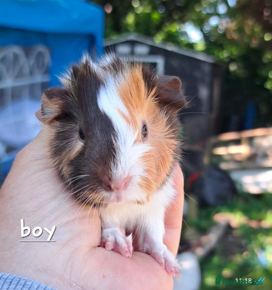 Guinea Pig rodents Young male guinea pigs for sale  - Advert 1