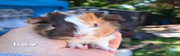 Guinea Pig rodents for sale: Young male guinea pigs for sale  - Advert 1