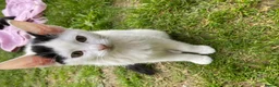 Domestic Shorthair cats for sale: Stunning Blue & Green-Eyed Kitten Female DSH - Advert 4