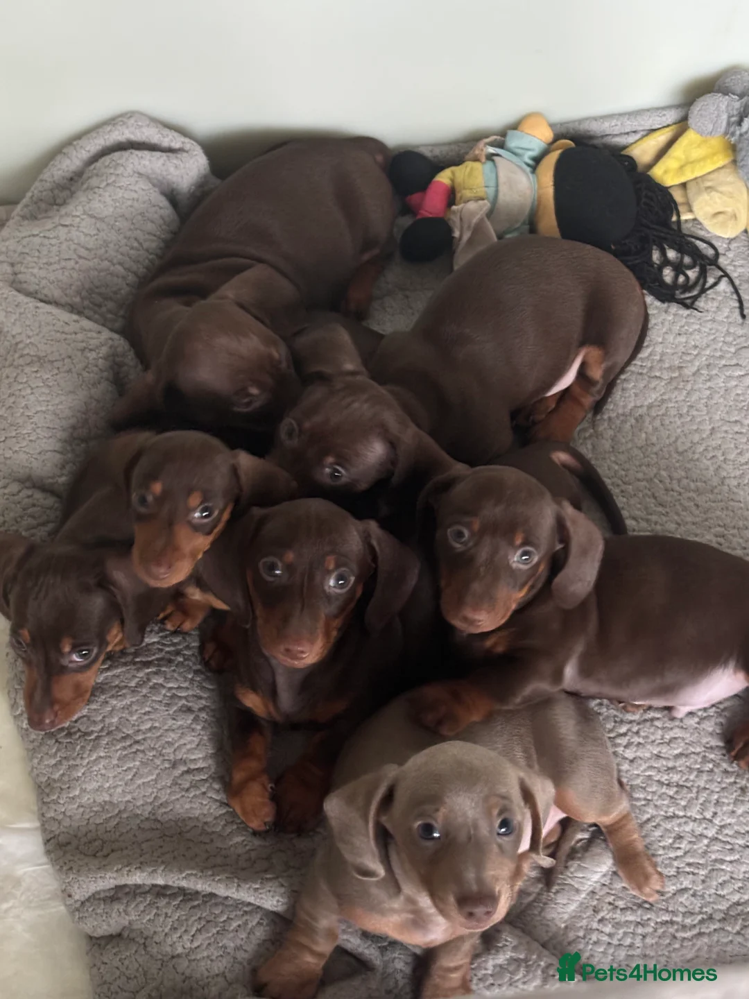 Miniature Dachshund dogs for sale: READY KCREG Miniature Dachshund HealthTested Pups  - Advert 1