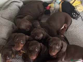 Miniature Dachshund dogs KC REG Miniature Dachshund Health Tested Puppies - Advert 7