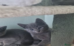 Russian Blue cats for sale: Beautiful full Russian blue kittens  - Image 10