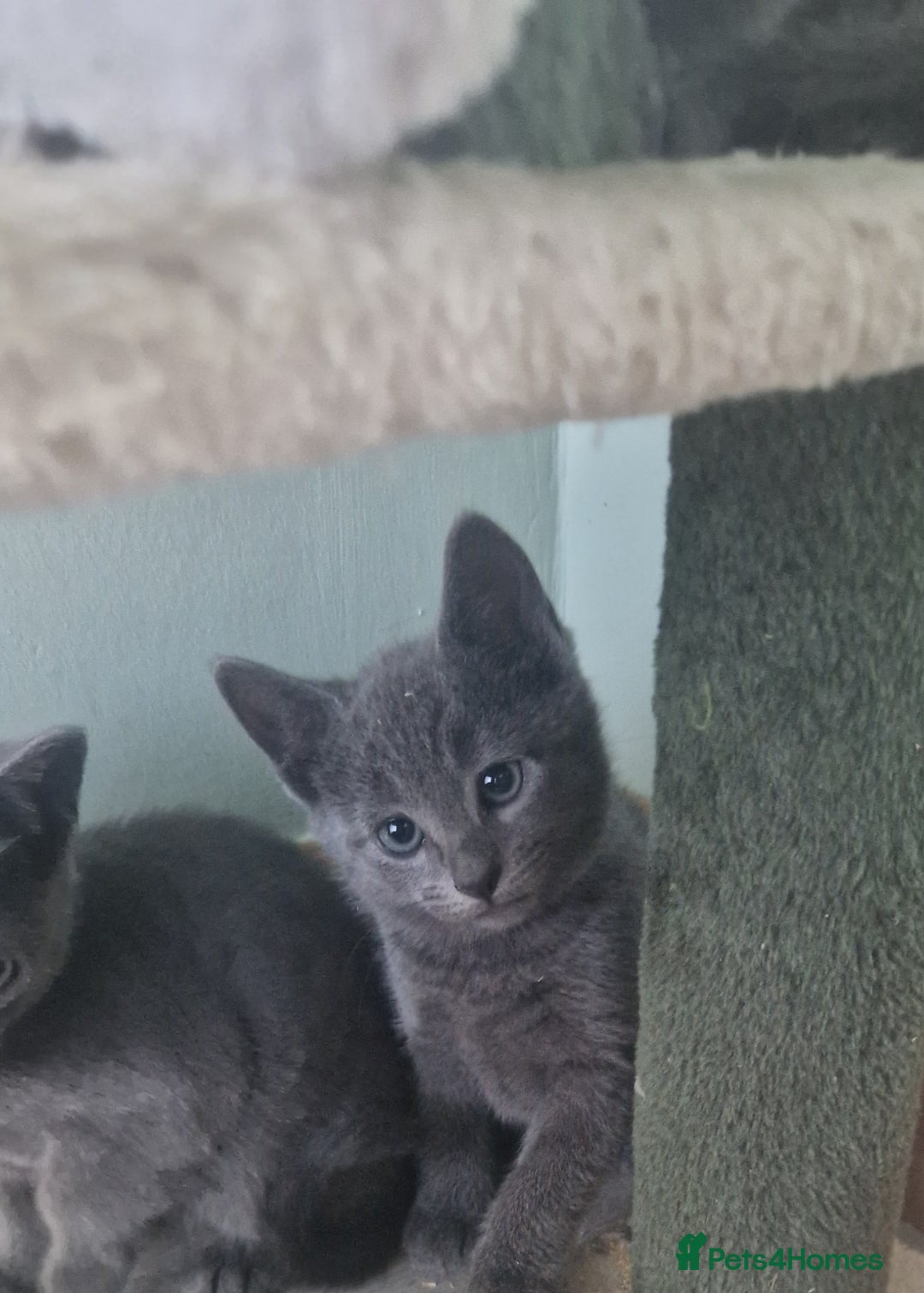 Russian Blue cats for sale: Beautiful full Russian blue kittens  - Image 10