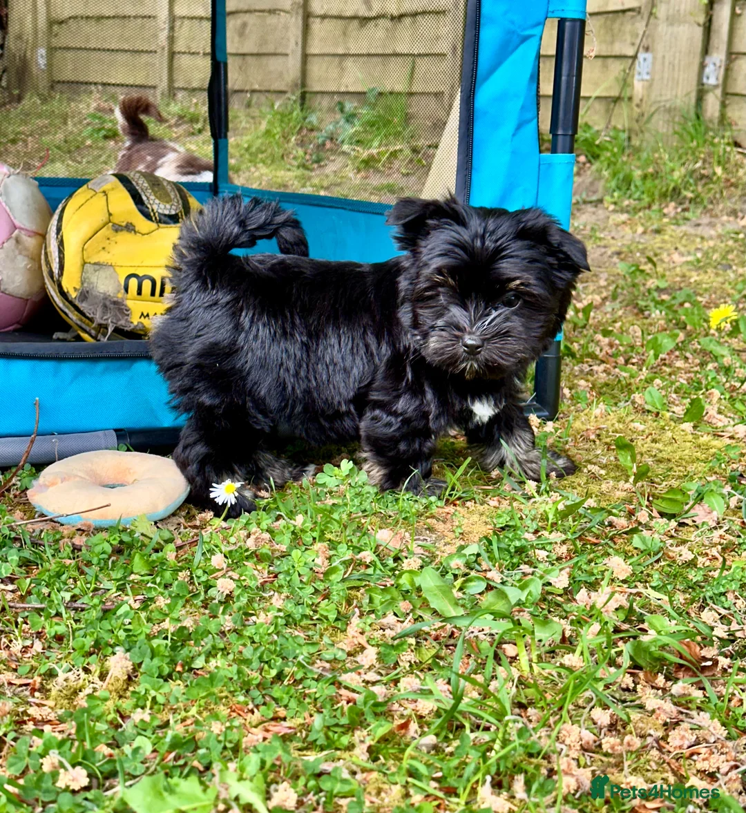 Biewer Terrier dogs for sale: Biewer Yorkshire Terrier | 5⭐ Licensed | DNA - Advert 2