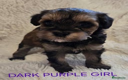 Tibetan Terrier dogs for sale: Adorable fluffy TToodle puppies  - Image 5
