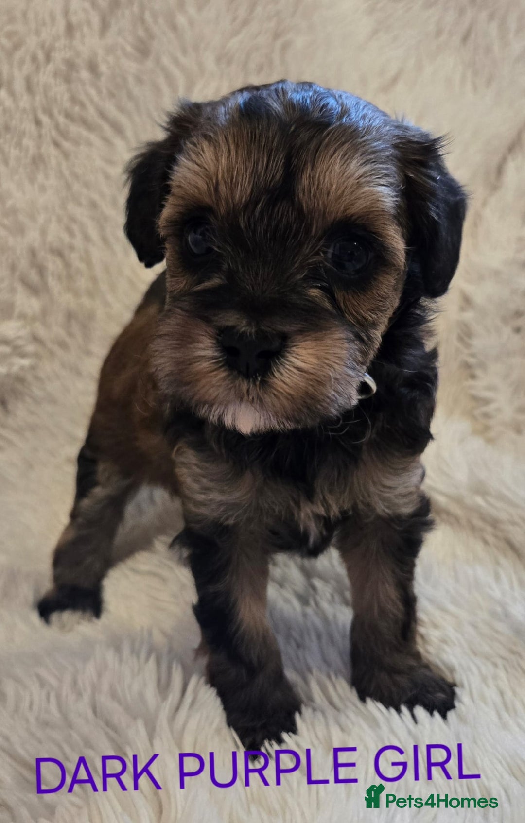 Tibetan Terrier dogs for sale: Adorable fluffy TToodle puppies  - Image 5