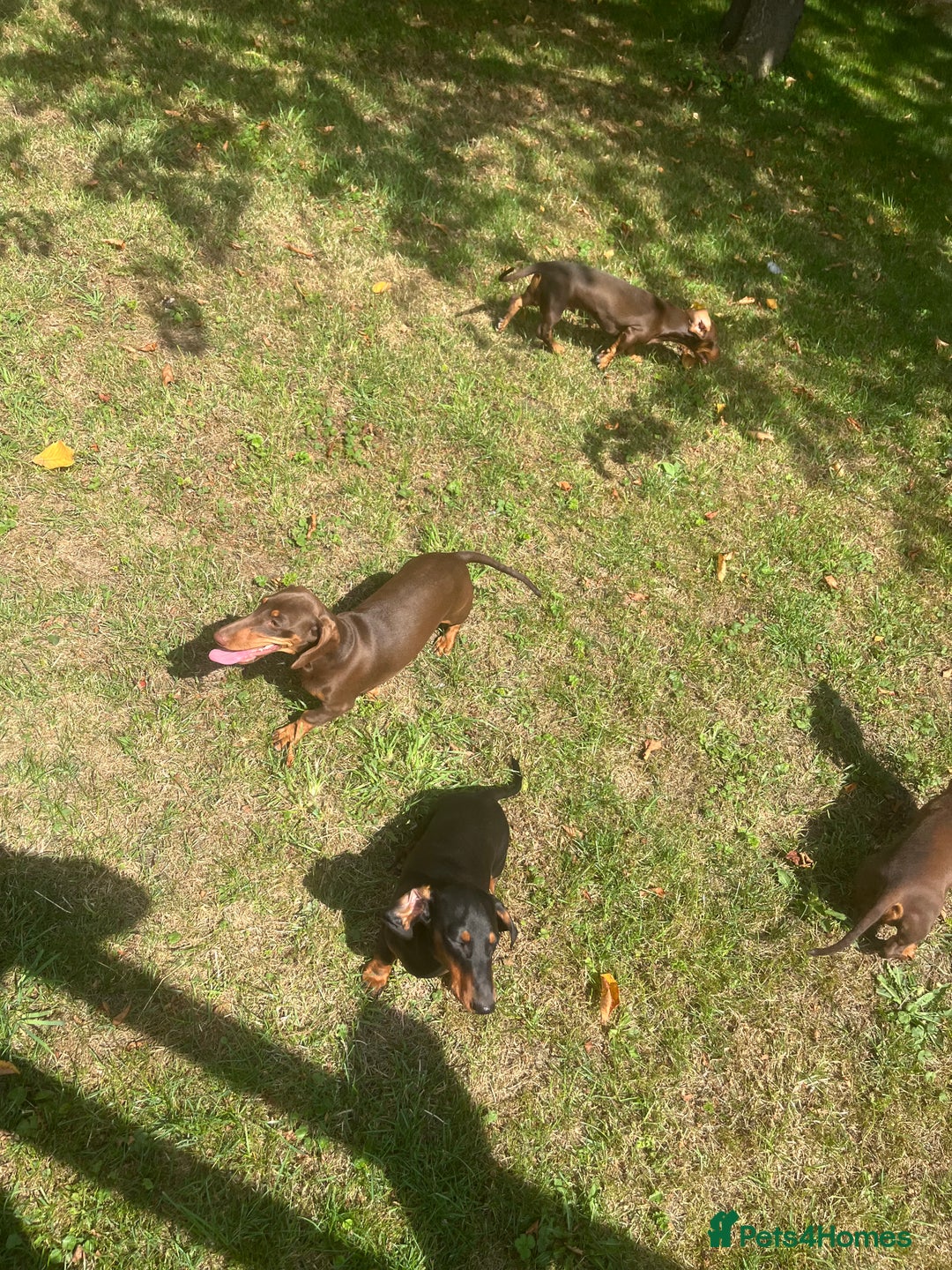 Dachshund dogs for sale: Beautiful Sweeney Dachshunds in Newark - Image 2