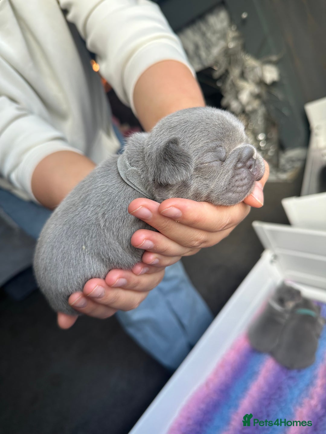 French Bulldog dogs for sale: 2nd litter of ⭐Jesus⭐️ natk9 frenchies - Image 20