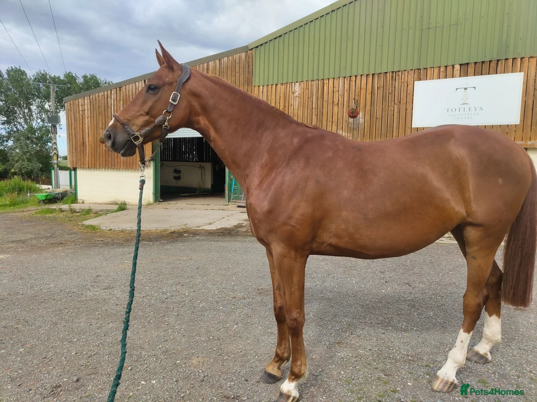 KWPN horses for sale: 4 year old kwpn chestnut gelding project  - Advert 2