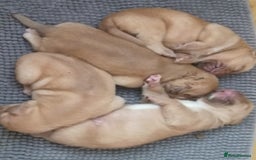 Dogue De Bordeaux dogs for sale: Gorgeous DOUGUE Babies - Image 11