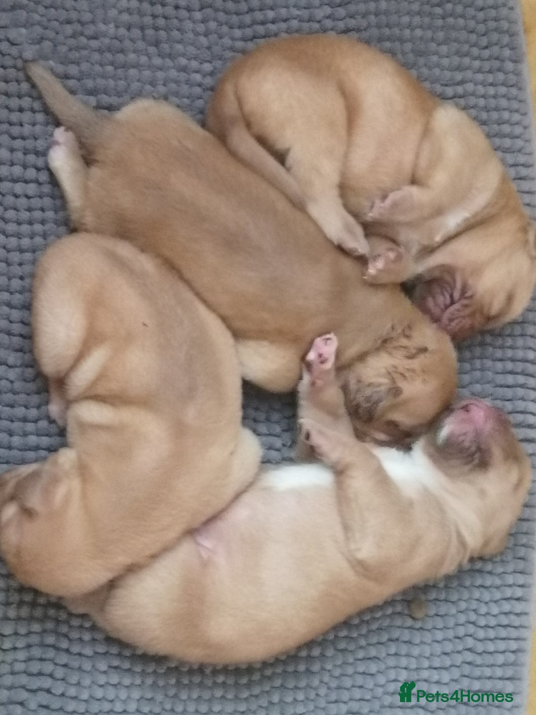 Dogue De Bordeaux dogs for sale: Gorgeous DOUGUE Babies - Image 11