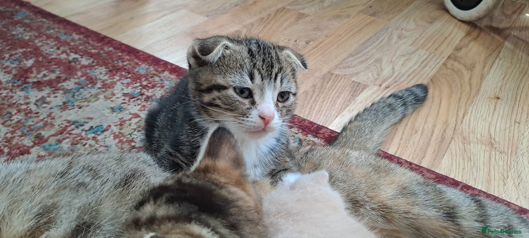 Scottish Fold cats for sale: Scottish fold/straight kittens and their mum - Image 10