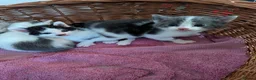 Mixed Breed cats for sale: Kittens for sale in Worthing - Advert 9