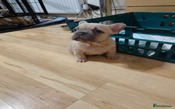 French Bulldog dogs for sale: Unique and Beautiful French bulldogs puppies  - Image 26