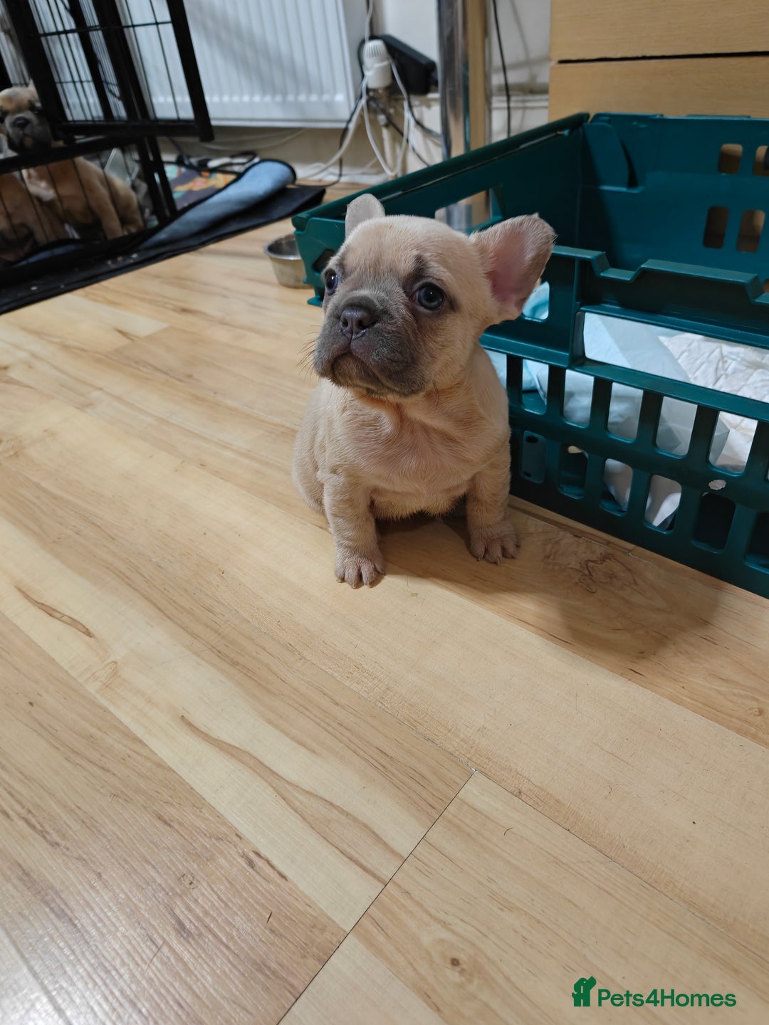 French Bulldog dogs for sale: Unique and Beautiful French bulldogs puppies  - Image 26